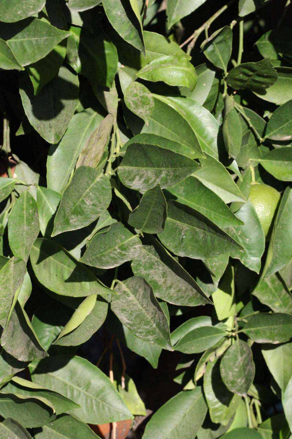              Sun leaves (Riverside, CA)       